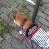 公園へまっしぐら、だよ