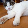 猫の日（２月２２日）の前後には猫（動物）にやさしい人間がかかわっている