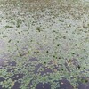 浮き草”ヒシ”の花