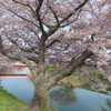 木梨の桜古木－三草川と千鳥川の合流点の桜風景