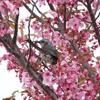 散歩道 ～ヒヨちゃんの桜～