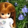 初秋の草花（4/4）