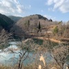 見渡す限りの桜