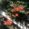 凌霄花