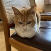 カーペットは暖かい