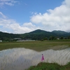 田んぼに映る青空