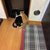 GW特別警戒！！　ウチの猫ちゃんたち