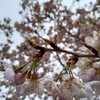 信貴山吉祥院　涅槃桜　満開