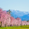 福島県（郡山）の未接種婚活会員様（ご入会者様）の特徴