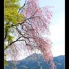 山間のしだれ桜