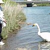 登別・幌別川の傷ついた白鳥、今どこに−と市民も心配