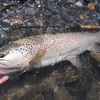 釣った魚を持たせてもらえないなんて。