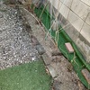 ●しだれ梅が芽吹いてきました。