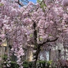 『さくら百華の道(4)』遅咲き桜も咲き出してさくら図鑑完成まで〈32/64華〉