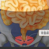 骨盤底筋は大腸の一部、便秘