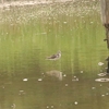 葛西臨海公園で感じる、シギチ秋の渡りの始まり