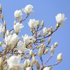 5月10日　晴れ時々雨　「自分を磨く267日。」