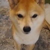 じ～・・、だよ