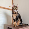 猛暑とサブスクと猫に活動力を奪われる