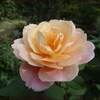 菜園のバラ★良い仕事をする植物たち