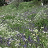 スイス高原に咲く草花の魅力（２）