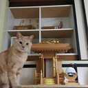 ねこブロじゃねーのかよブログ