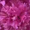 芍薬