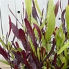 暑さで植物も