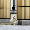 近隣繁華街のねこさん