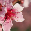 華やかな桜や桃を見てまわる