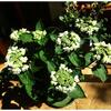 紫陽花チョコシックホワイト、常山アジサイ（碧の瞳）なども開花／豆腐とミルクで抹茶プリン