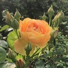 四季の香ローズガーデンにて〈230429〉At Rose Garden, the fragrance of the four seasons