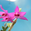 Dendrobium parshii `Magma' 