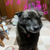 わんこ関係、繁忙期。