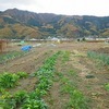 冬野菜で朝食