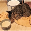 去勢手術前の猫/手術前に唯一食べることが出来るご飯について