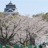 熊本城でソメイヨシノ見頃