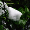 「雪」が降った。