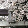 新発田市「大友稲荷 奥の院」境内の桜 2025(4/15)