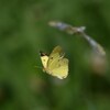 モンキチョウ飛翔｜複数で ひらひら...