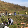 11月　五天山公園植樹