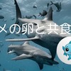 産まれたてのサメの赤ちゃんの身長は・・ サメ　危険生物　サメ生態　危険　赤ちゃん　サメ怖い　サメ事故　サメ恐怖　海洋生物　サメ死亡事故　サメ事故　ホホジロザメ　イタチザメ　オオメジロザメ　タイガーシャーク　ハンマーヘッドシャーク　サメの豆知識　サメの生態　