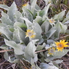 Arrowleaf Balsamroot