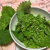 家庭菜園の収穫🌿しその実しょうゆ漬けレシピ