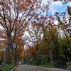 靭公園の秋の植木市に行ってきた