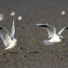 隣の県に鳥を見に行った日記（２０２４　０２２４）その７。