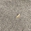 マナー悪いですね、ガム捨て