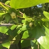 カキノキの花