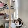 ハナとミオのにゃんプロ(((งФωФ)و三 งФωФ)ڡ≡ｼｭｯｼｭ