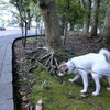 雨ばかりですね